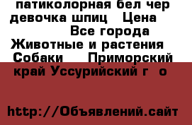 патиколорная бел/чер девочка шпиц › Цена ­ 15 000 - Все города Животные и растения » Собаки   . Приморский край,Уссурийский г. о. 